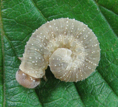 Tenthredo ferruginea