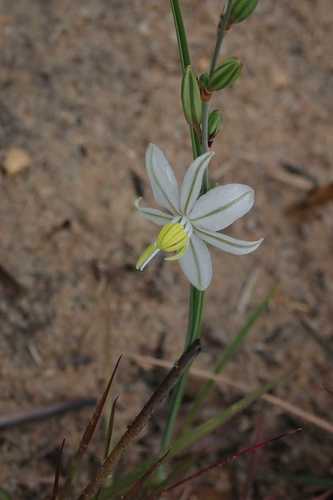 Image of Chlorophytum recurvifolium by no rights reserved