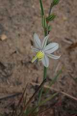 Chlorophytum cooperi