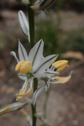 Chlorophytum recurvifolium (Chlorophytum recurvifolium)