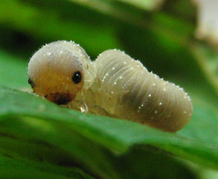 Tenthredo ferruginea