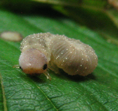 Tenthredo ferruginea