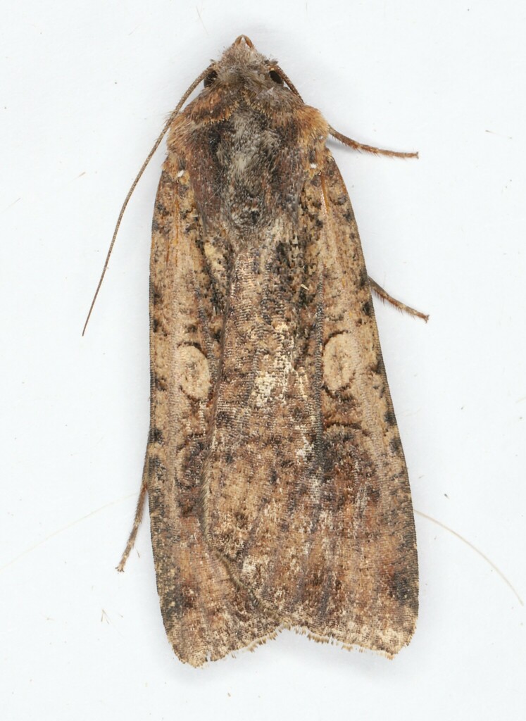 Pearly Underwing