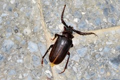Prionus pocularis