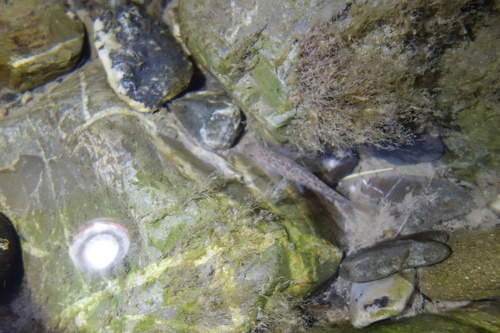 Barbus tyberinus