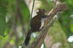 Sciurus deppei