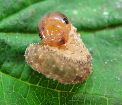 Tenthredo ferruginea