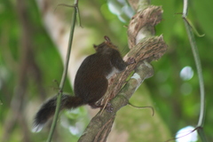 Sciurus deppei