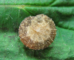 Tenthredo ferruginea