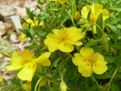 Helianthemum lunulatum