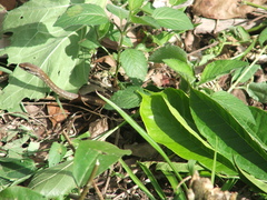 Mastigodryas melanolomus