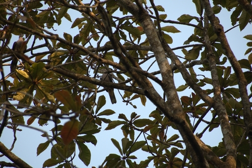 Malabar Imperial Pigeon (Ducula cuprea), photo 6
