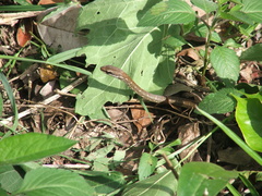 Mastigodryas melanolomus