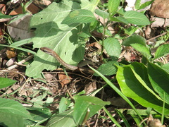 Mastigodryas melanolomus