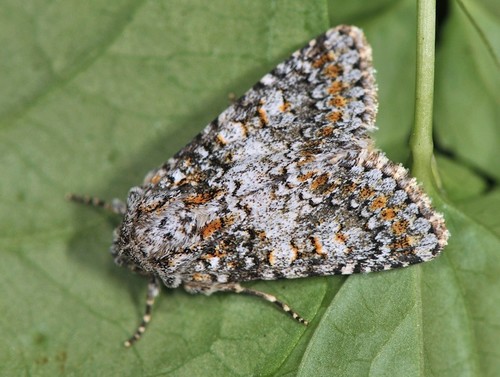 Representative image of Hadena luteocincta