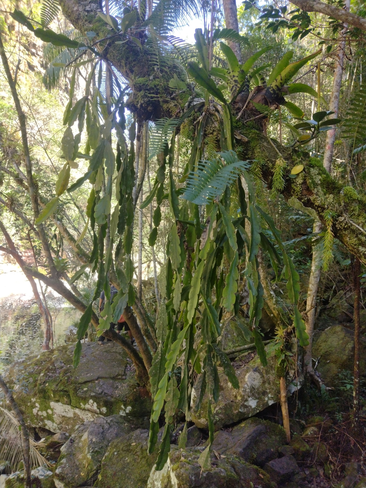 Imagem de Cacto-macarrão