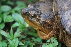 Chelydra acutirostris