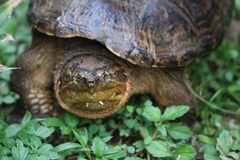 Chelydra acutirostris