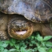 South American Snapping Turtle - Photo (c) Thorsten Usée, some rights reserved (CC BY-NC), uploaded by Thorsten Usée