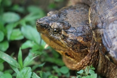 Chelydra acutirostris