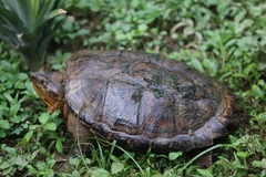 Chelydra acutirostris