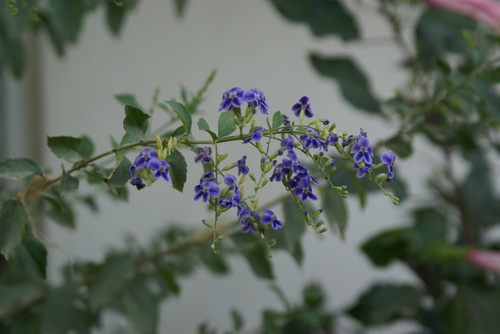 Skyflower