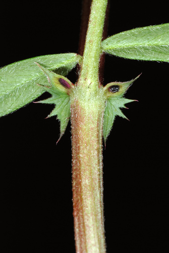 Vicia sativa