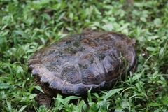 Chelydra acutirostris