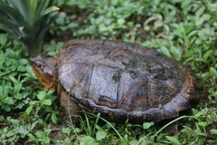 Chelydra acutirostris