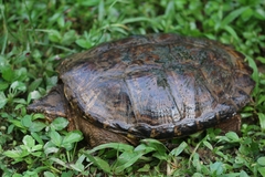 Chelydra acutirostris