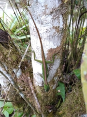 Anolis gemmosus