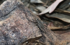 Eurepa marginipennis