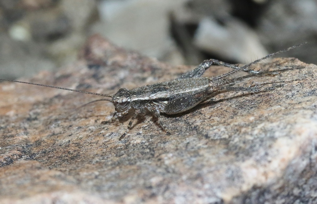 Long-tailed Crickets