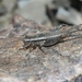 Long-tailed Crickets - Photo (c) James Bailey, some rights reserved (CC BY-NC), uploaded by James Bailey