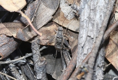 Eurepa marginipennis