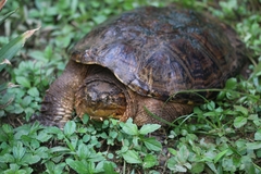 Chelydra acutirostris