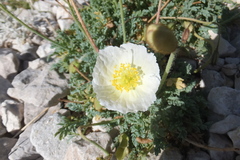 Papaver alpinum