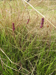 Coleus betonicifolius