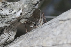 Eurepa marginipennis