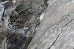 Eurepa marginipennis