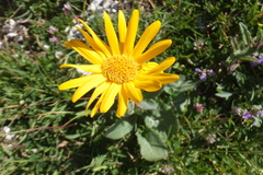 Doronicum columnae