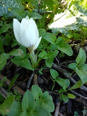 Crocus hyemalis