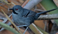 Slender Antbird photo 1