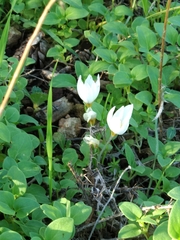 Crocus hyemalis