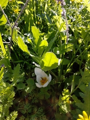 Crocus hyemalis
