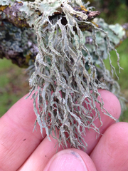 Ramalina subleptocarpha