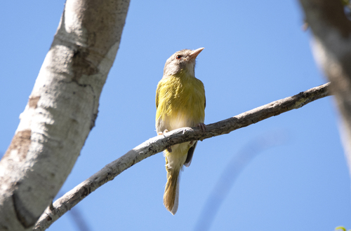 Ashy-headed Greenlet