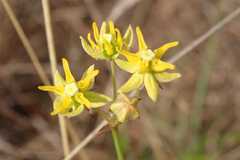 Asclepias aurea