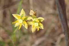 Asclepias aurea