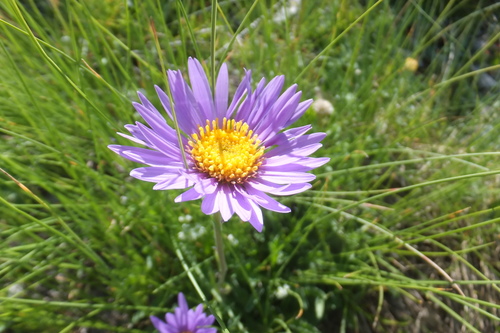 Alpine Aster